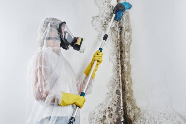 Best Mold Odor Removal Services  in Monroe Manor, NJ